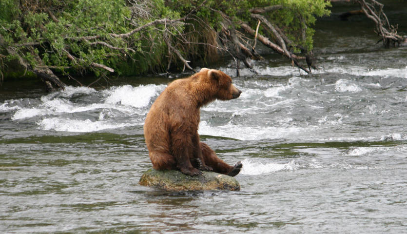 A river runs down stream with a rock in center. Sitting on the rock is a bear with his legs out, arms resting, looking upstream, as if pondering.