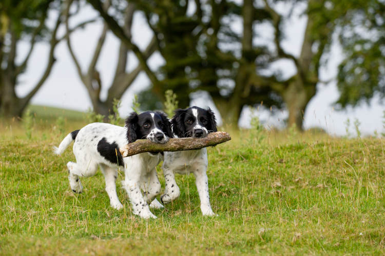 Together, carrying the same large branch in their mouths, two medium sized black and white dogs are walking side by side.
