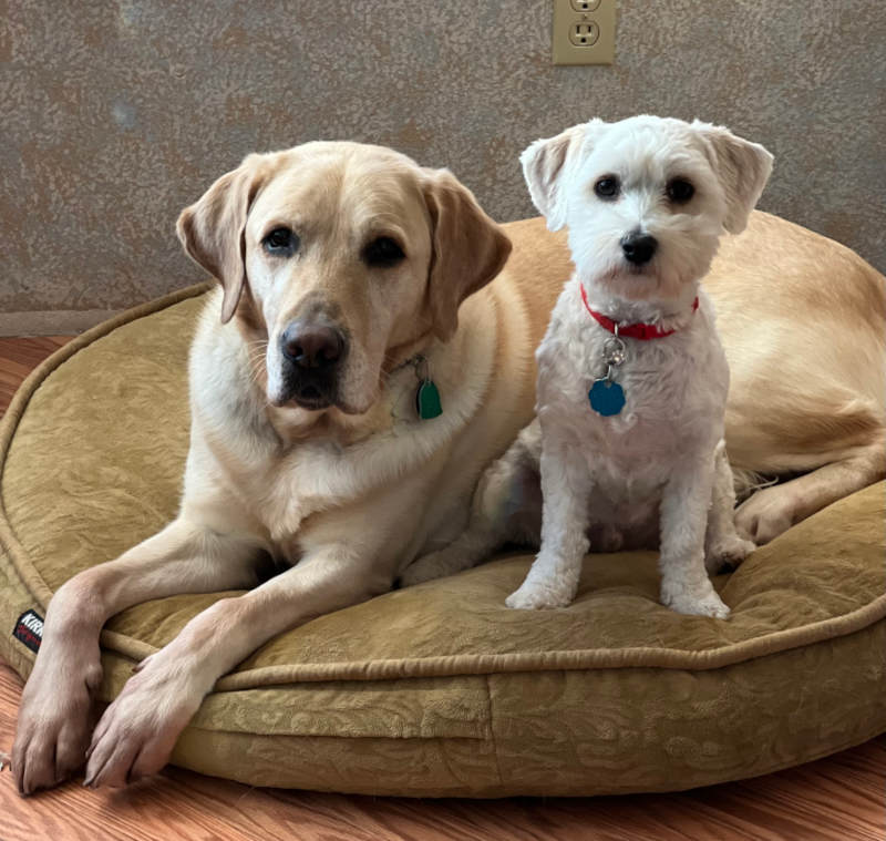 Over sized Yellow Lab, stretched out on a dog bed. A white Havanese, a quarter of the size of the Lab, sitting up, snuggled to his friend